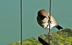 Spatzen (1).webp