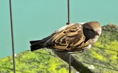 Spatzen (3).webp