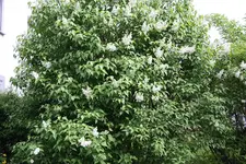 Flieder 15.04.13 (1).webp