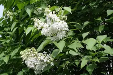 Flieder 15.04.13 (3).webp