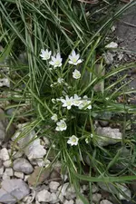 Milchstern 15.04.13.webp