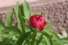 Pfingstrose 15.04.13.webp