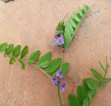 01 Plante à identifier.webp