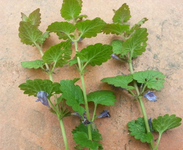 02 Plante à identifier.webp