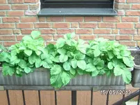 Erdbeeren.webp
