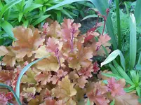 DSCN2020.webp