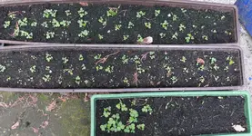 Erdbeeren Nachzucht.webp