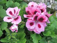 004.webp