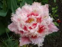DSC02872.webp