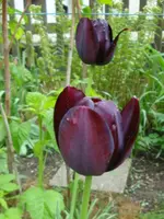 DSC02871.webp