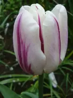 DSC02879.webp