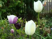 DSC02875.webp