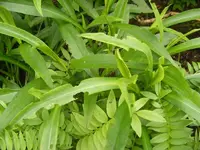 Wer macht sowas 14.5.2013.webp