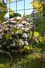 Garten 05 3 2013 001.webp
