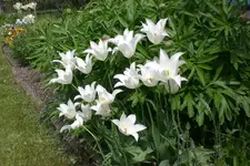 Garten 05 3 2013 002.webp