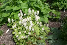 Garten 05 3 2013 003.webp