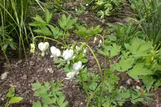 Garten 05 3 2013 011.webp