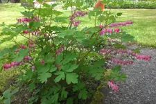 Garten 05 3 2013 012.webp
