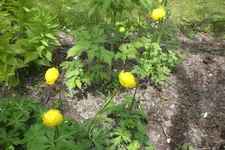 Garten 05 3 2013 013.webp