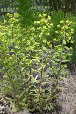 Garten 05 3 2013 014.webp