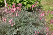 Garten 05 3 2013 015.webp