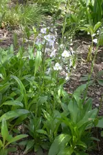 Garten 05 3 2013 016.webp