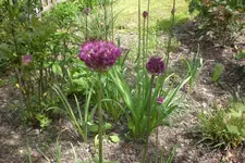 Garten 05 3 2013 017.webp