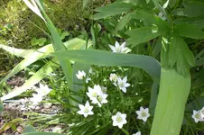 Garten 05 3 2013 018.webp