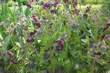 Garten 05 3 2013 020.webp