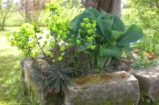 Garten 05 3 2013 021.webp