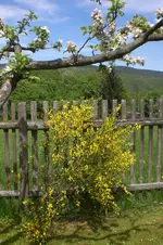 Garten 05 3 2013 022.webp