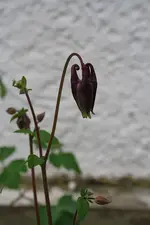 Akeleien 15.04.13 2.webp