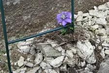 Clematis 15.04.13.webp