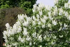 Flieder 15.04.13 (4).webp