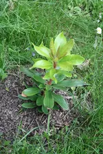 Rhodo 15.05.13.webp