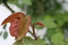 Rose 15.05.13.webp
