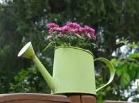 Gießkännchen.webp