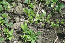 Ringelblumen.webp