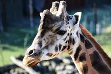 zoom-(7).webp