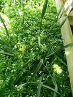 Waldmeister1.JPG