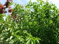 Beeren Holunder.webp