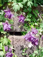Blumen Akelei1.webp