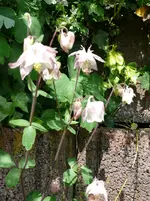 Blumen Akelei2.webp