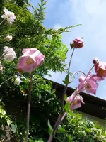Blumen Akelei3.webp