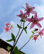 Blumen Akelei4.webp