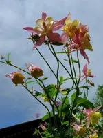Blumen Akelei5.webp