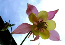 Blumen Akelei6.webp