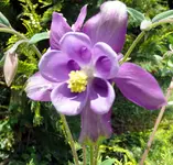 Blumen Akelei7.webp