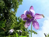 Blumen Akelei8.webp