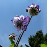 Blumen Akelei9.webp